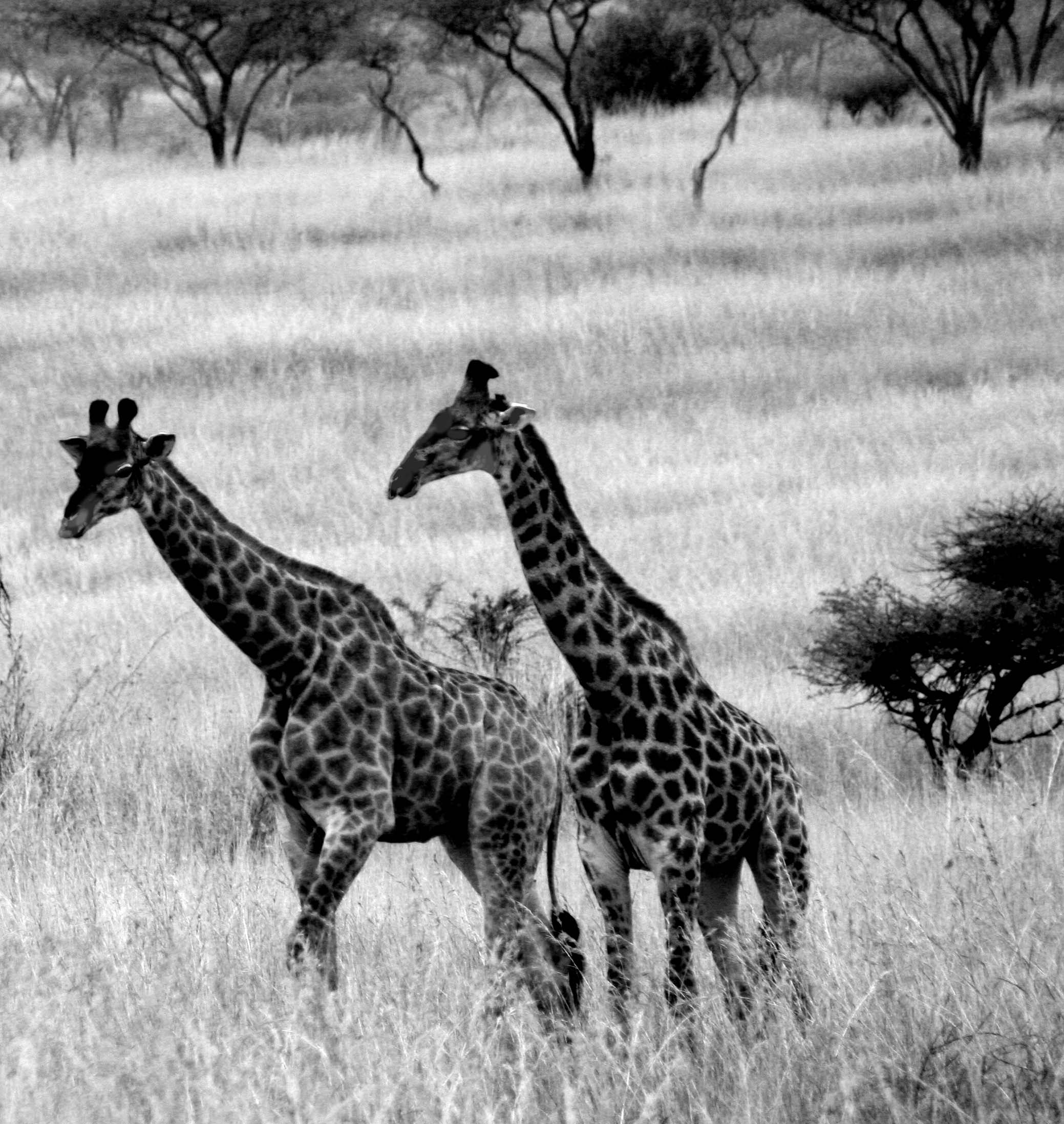 giraffe-bw.jpg